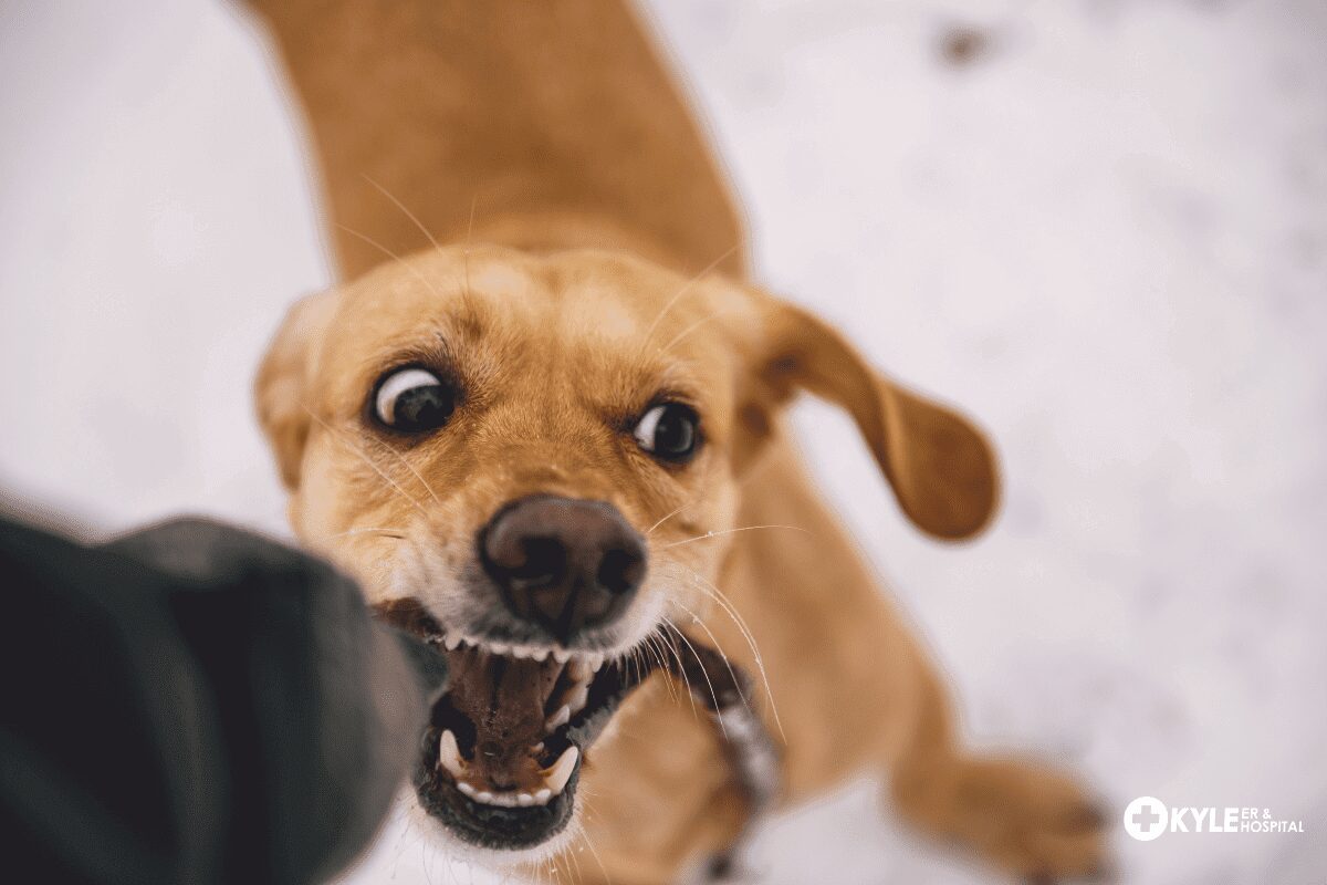 A playful dog with wide eyes and an open mouth looks excited.